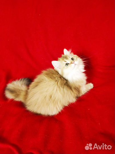 Британская длинношерстная золотая шиншилла