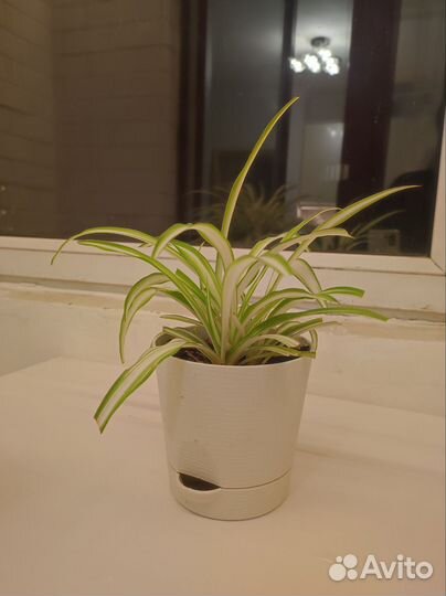 Хлорофитумы