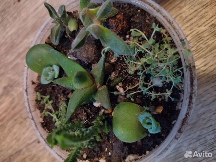 Суккуленты набор, алоэ, опунция, хавортия