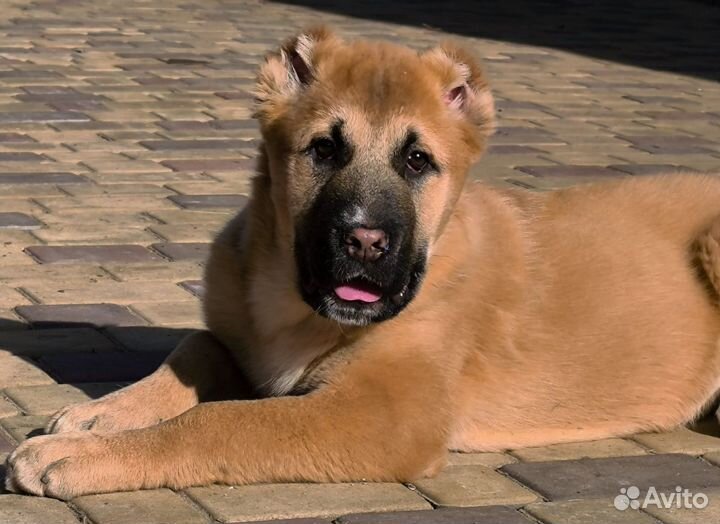 Щенки среднеазиатской овчарки