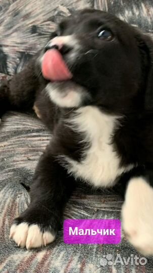 Щенки дворяне