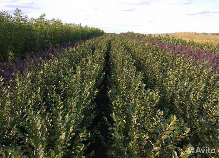 Кизильник блестящий