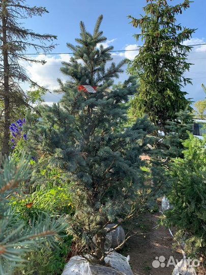 Ель голубая