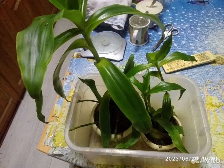 Золотой ус, алоэ, живородящее каланхоэ, денежное д