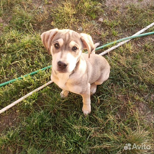 Собаки бесплатно
