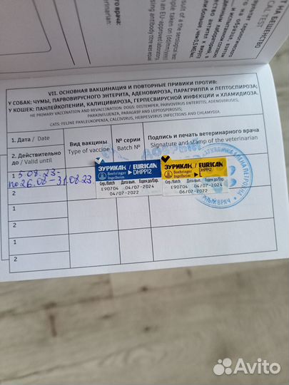 Щенок бигля девочка