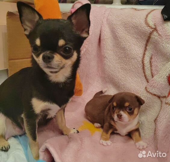 Чихуахуа мини