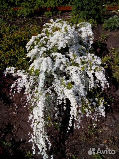 Питомник С, реализует декоративные растения