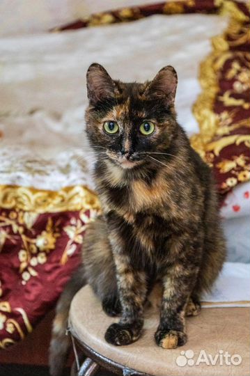 Кошка в добрые руки