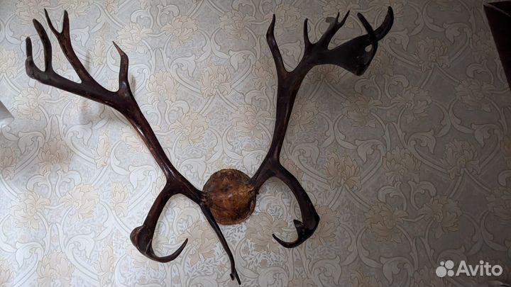 Оленьи рога натуральные