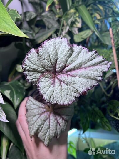 Бегония декоративно лиственная