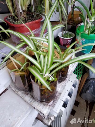 Хлорофитум каланхое золотой ус молочай