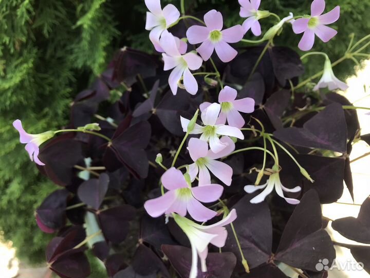 Кислица Оксалис куст