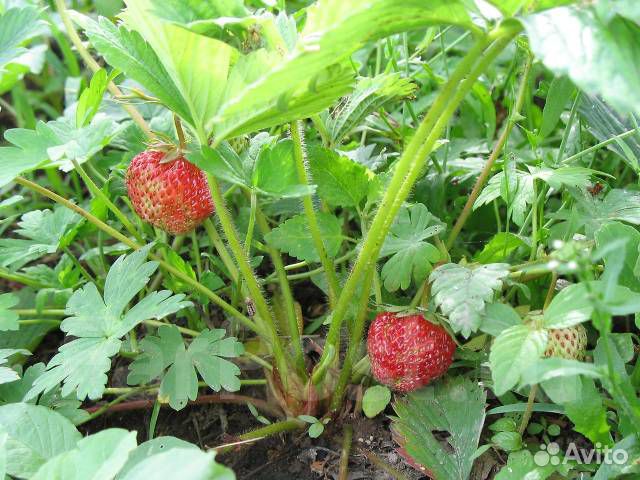 Клубника Горянка