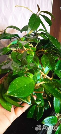 Хойя взрослая