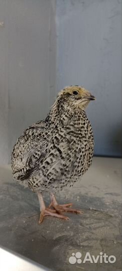 Перепела недельные