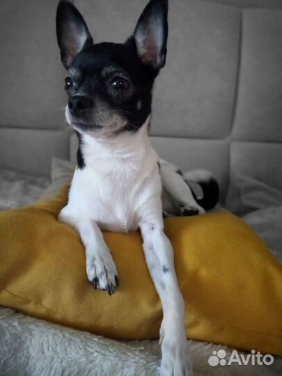 Вязка чихуахуа девочка