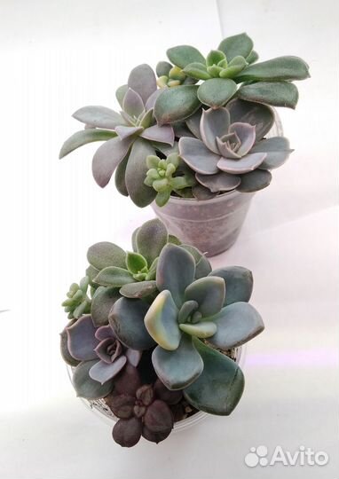 Наборы суккулентов. Эхеверии