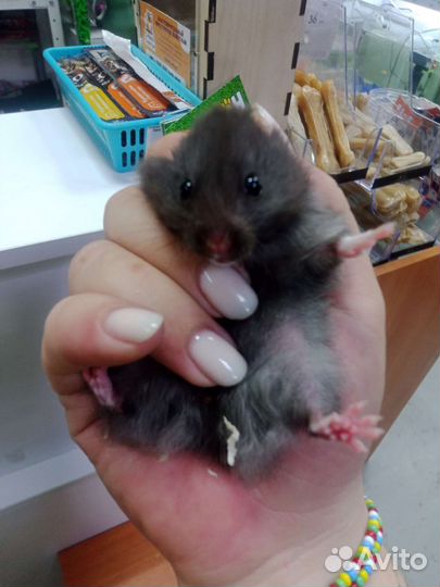 Сирийский хомяк