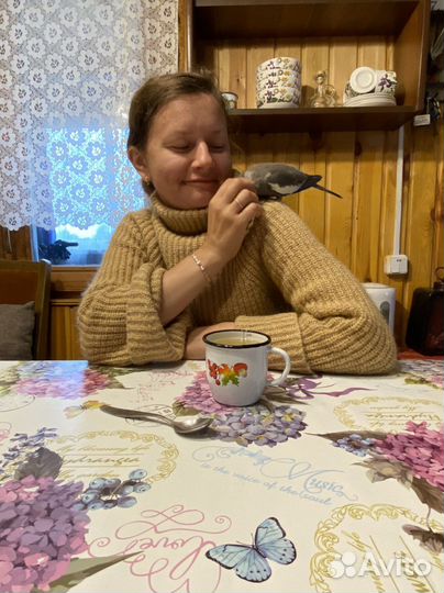 Попугай Корелла девочка