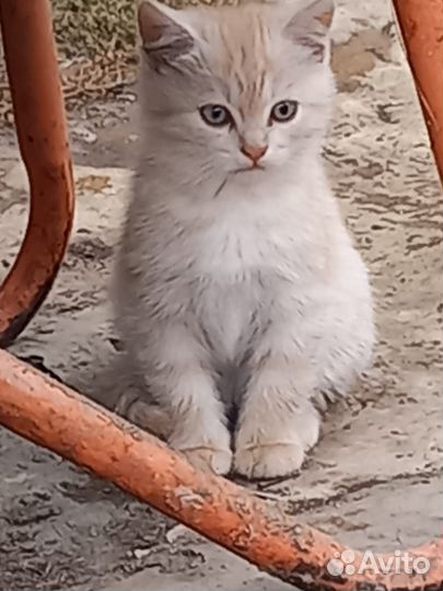 Котята в добрые