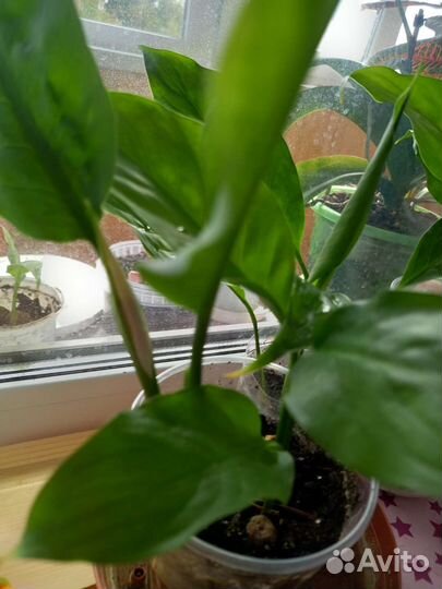 Комнатные цветы спатифиллум