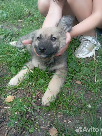 Собака в добрые руки отдам бесплатно