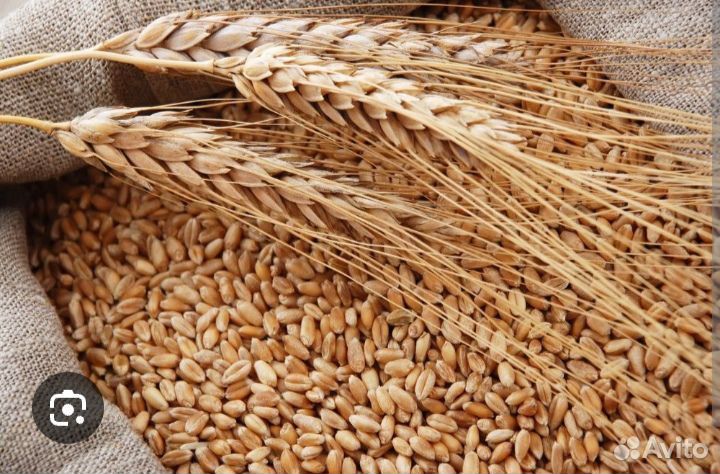 Зерно ячмень овес