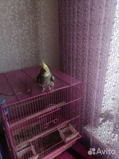 Попугай корелла девочка