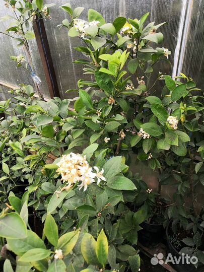 Саженцы лимона Мейера