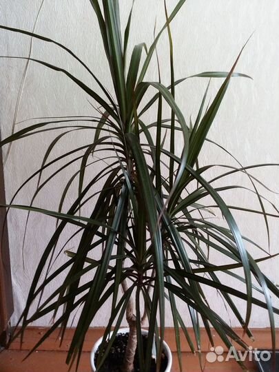 Пальма драцена