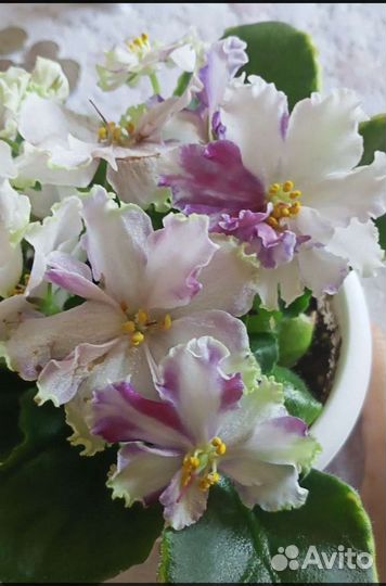 Сортовые фиалки