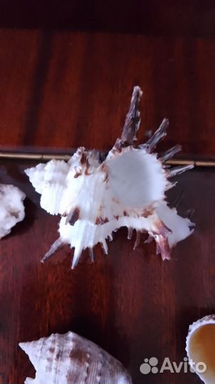 Морские ракушки раковины