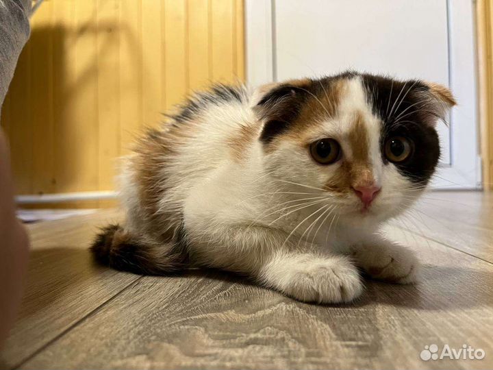 Котята в добрые руки бесплатно