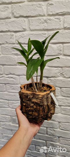 Горшки и блоки из коры пробкового дуба