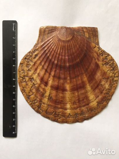 Ракушка 2 шт