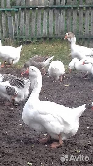 Холмогорские гуси на племя и на мясо