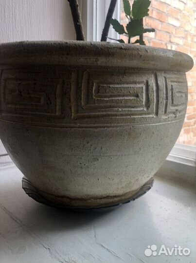 Живые цветы в горшках