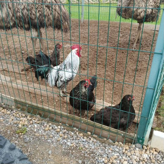 Куры молодки несушки