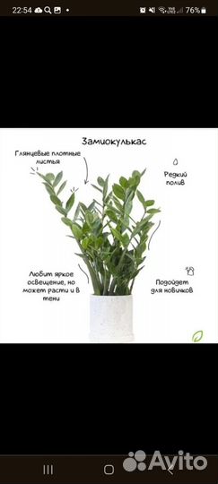 Замиокулькас