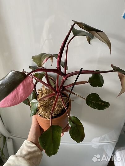 Филодендрон розовая принцесса