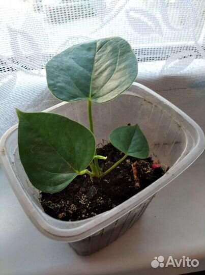 Лавровое дерево,детки антуриума, герань