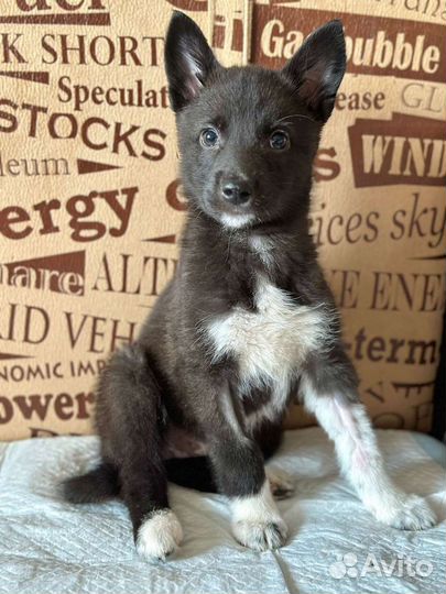 Щенки в добрые руки