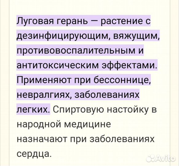 Пеларгония герань лимонная или душистая
