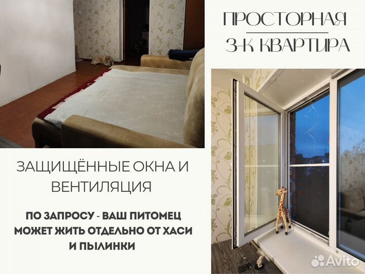 Квартирная передержка с любовью 24/7