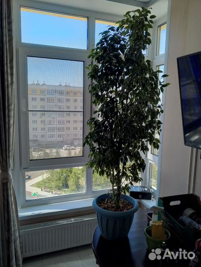 Фикус бенджамина