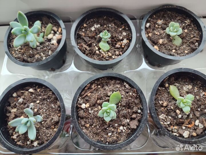 Суккуленты