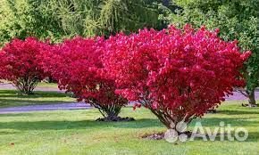 Декоративные деревья, зкс, подробно в тексте