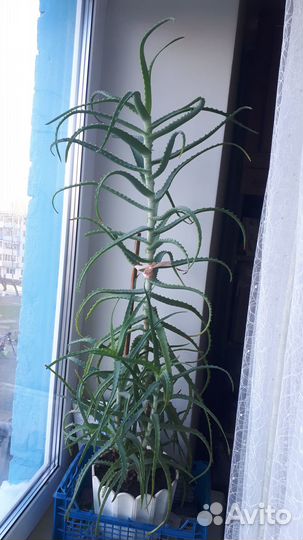 Цветы алое(столетник)