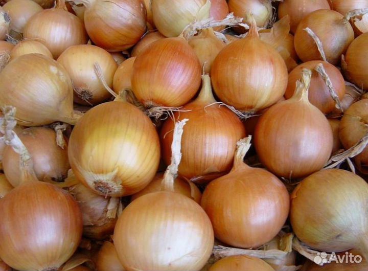 Лук опт